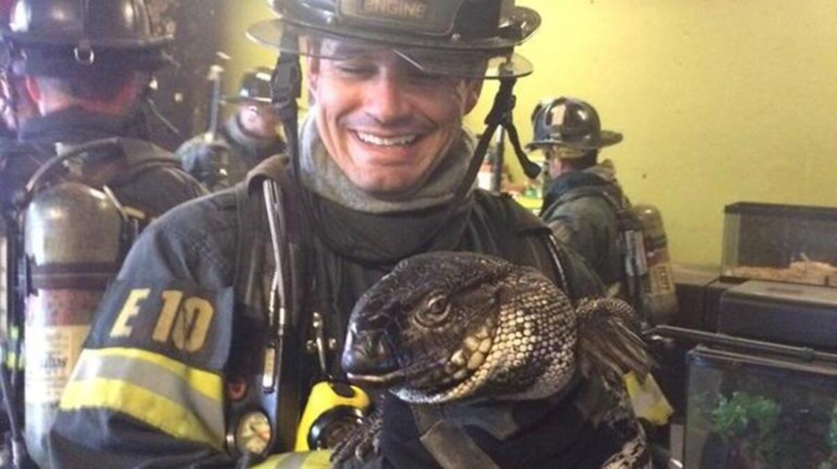 Firefighter Robert Swensen with a tegu lizard
