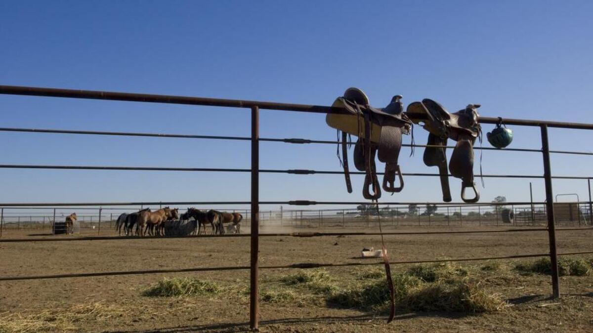 
The Sacramento Sheriff's Department acquired wild mustangs for a wild horse and burro training and adoption program for offenders at the Rio Cosumnes Correctional Center in Elk Grove in partnership with the Bureau of Land Management.
