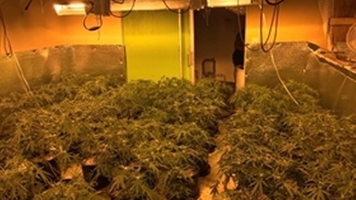 An estimated 300 marijuana plants were seized Thursday, Sept. 21, 2017, after they were found inside a Citrus Heights house that was solely used to illegally cultivate marijuana, according to police.