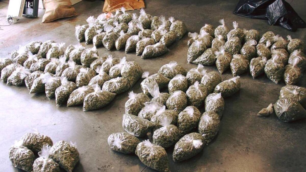 Police recovered 94 pounds of cultivated marijuana as well as more than 500 plants.