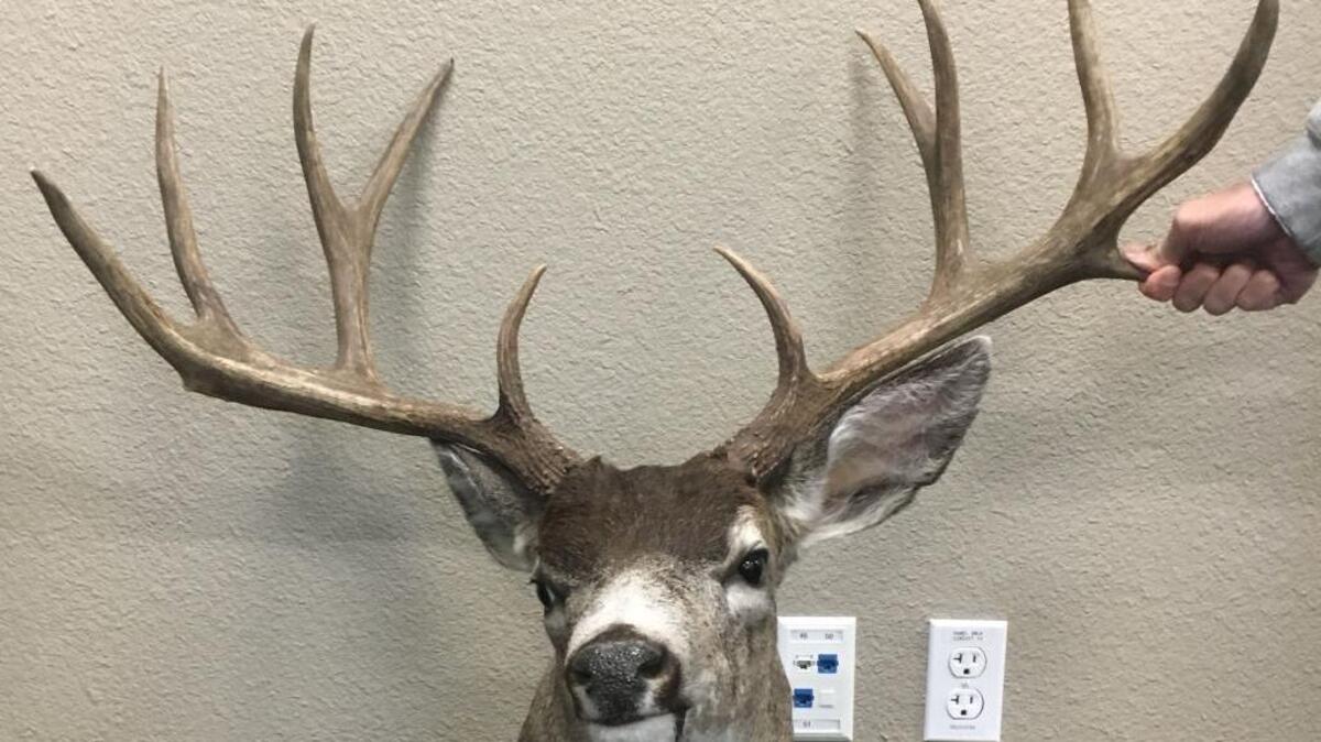 Wildlife officers allege John Frederick Kautz shot this massive blacktail buck in Sacramento County out of season last year. Kautz pleaded no contest this week to two misdemeanor poaching-related charges.