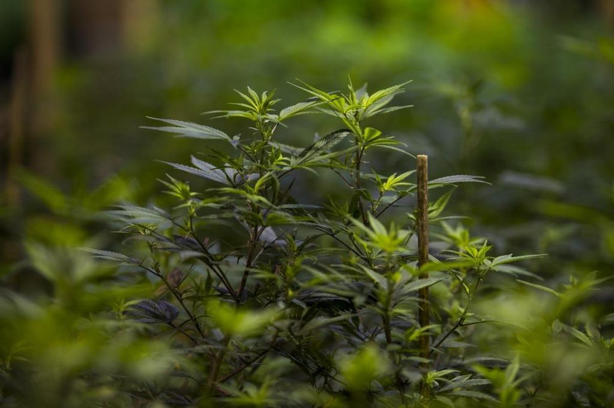 The San Luis Obispo County Board of Supervisors voted 4-1 at its Tuesday, June 20, 2023, meeting lower to the county’s cannabis business tax rate.