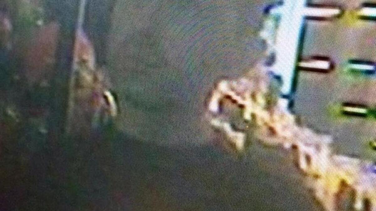 A surveillance photo shows a man suspected of using credit cards stolen March 9 from a vehicle parked near Steven’s Trailhead in the Colfax area.