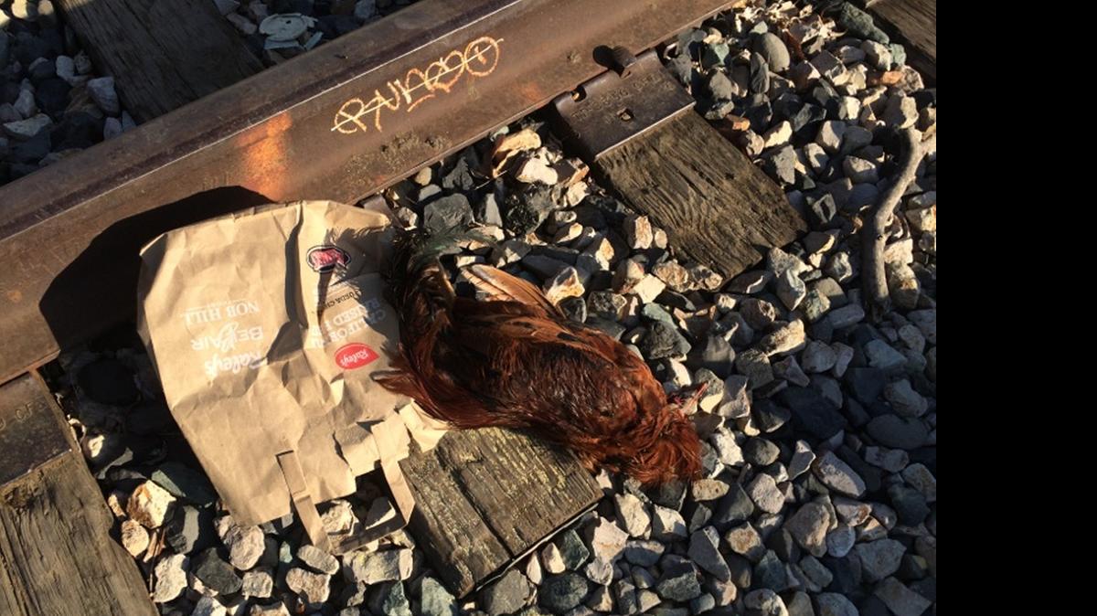 
Another ritualistic animal killing was discovered Monday morning in midtown Sacramento, the latest in a mysterious months-long series of livestock beheadings and mutilations that has baffled authorities.
