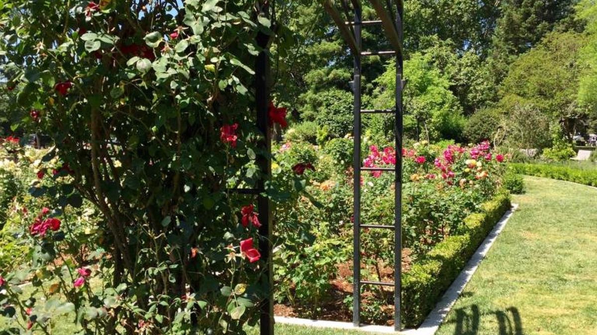 A sculptured wrought-iron trellis, one of 16 used to support climbing roses, was stolen from McKinley Park’s memorial rose garden.