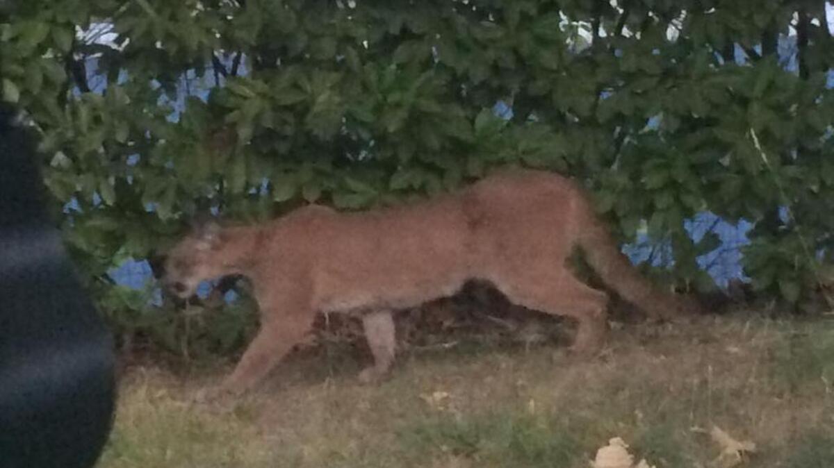 
Folsom police shared this photo of a mountain lion wandering the city. An all-day hunt by game wardens ended safely Sunday when the big cat was shot with a tranquilizer gun.
