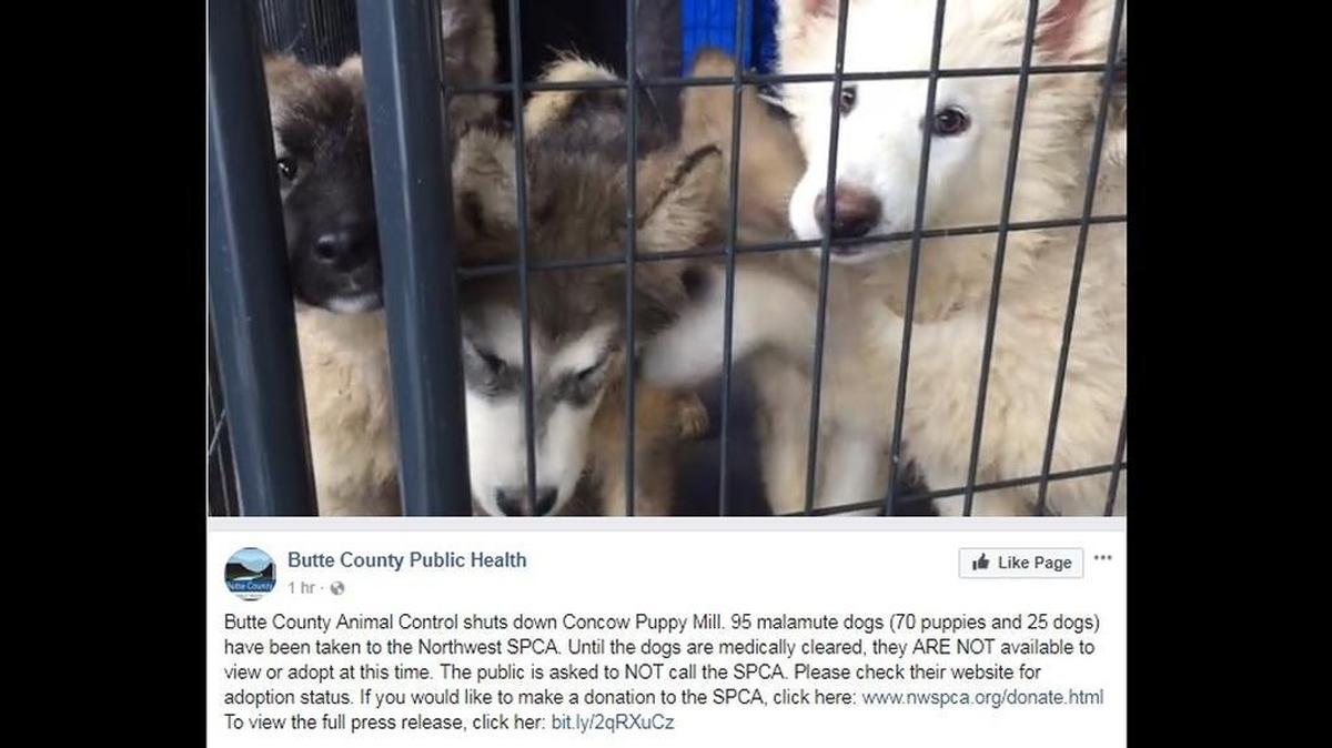 In this screen capture from video, some of the Concow puppy mill dogs are pictured.