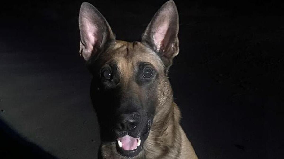 Just the threat of unleashing K9 Aero on a wanted felon hiding in the attic of a Shasta County home led to the man’s arrest.