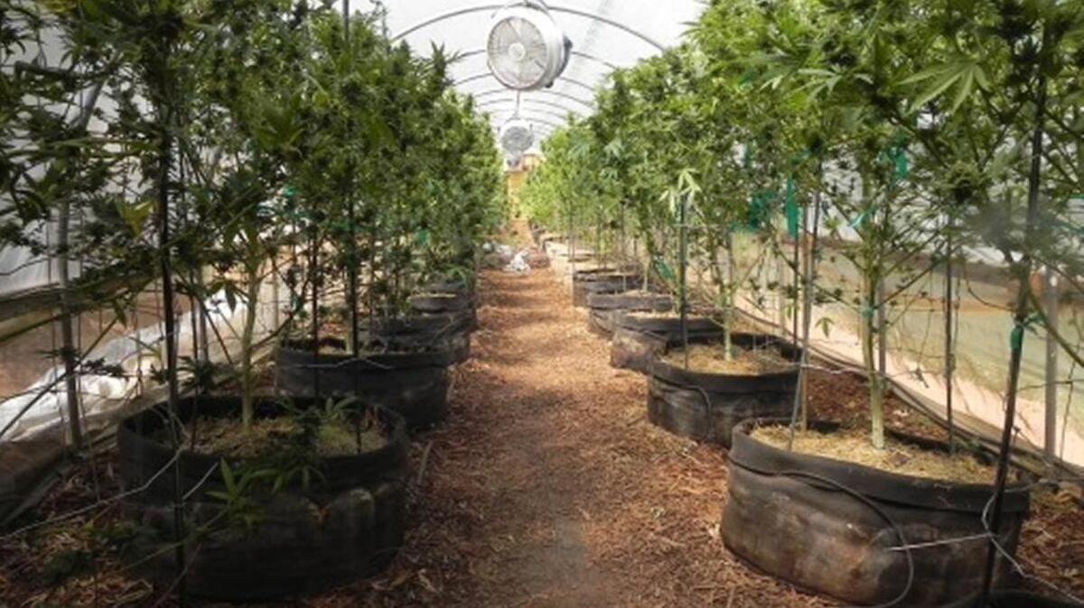 
The El Dorado County Sheriff’s Office reported that more than 150 marijuana plants were found during service of a search warrant at a Greenwood residence.
