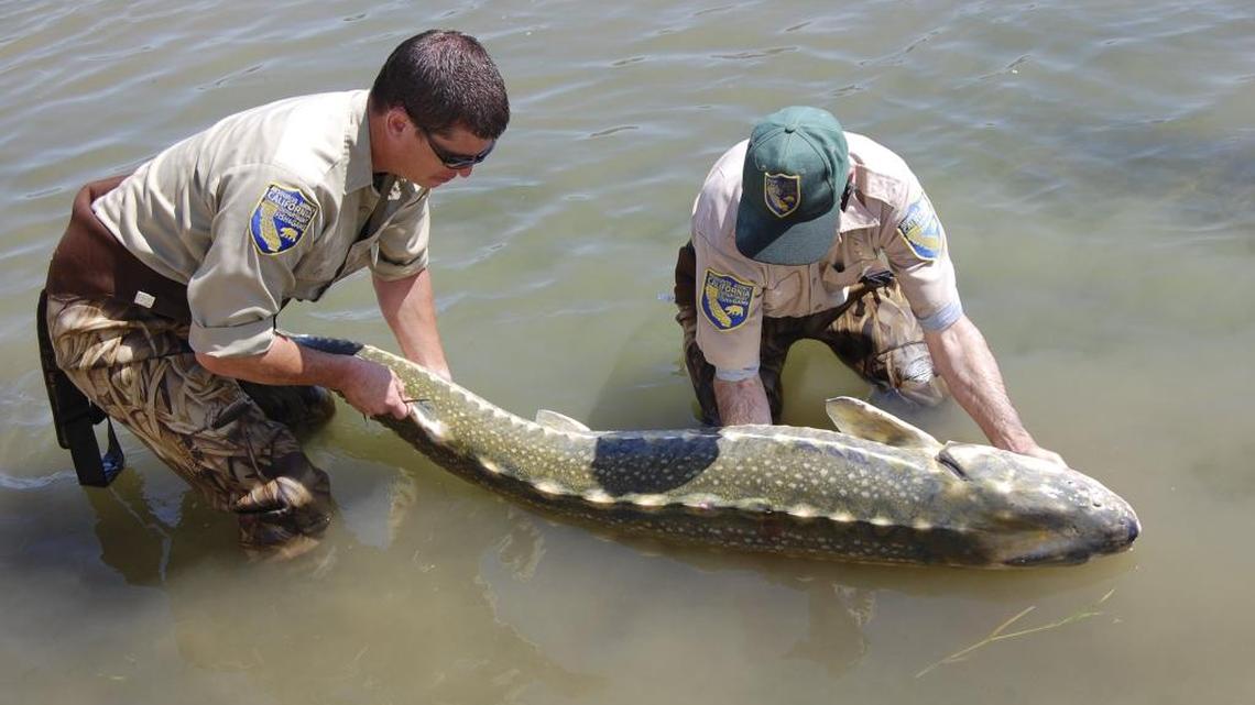 California should change fishing rules after hundreds of sturgeon die, scientists say