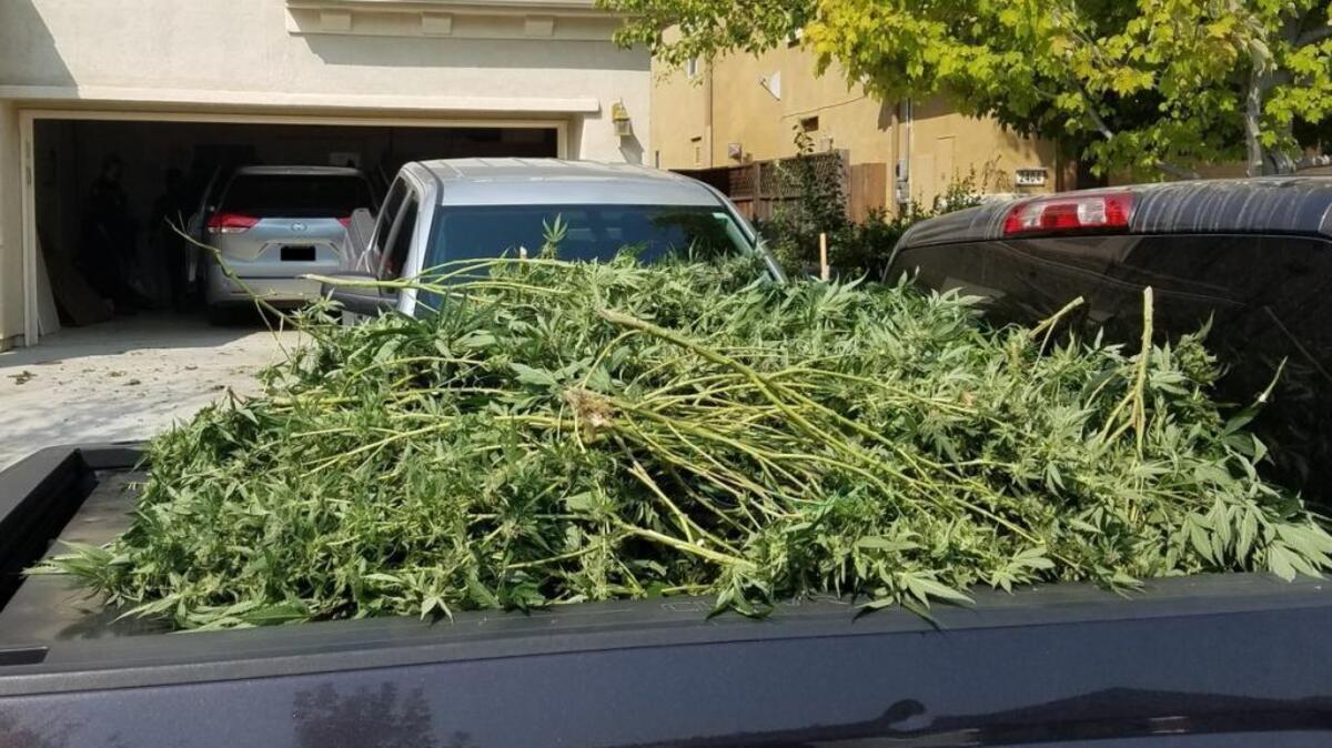 Law enforcement officers seized more than 1,100 marijuana plants with and estimated street value of $1.7 million at two houses in Roseville’s West Park neighborhood on Sept. 5, 2017.