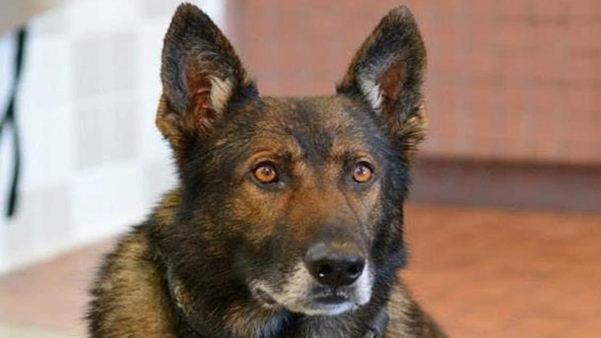 Hurricane, nicknamed Cane, a retired Davis police dog, has died at age 11.