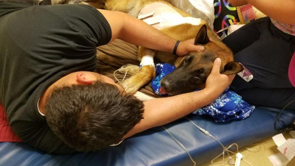 Reno had surgery Tuesday, Sept. 12, 2017, at the VCA Sacramento Veterinary Referral Center, police said.