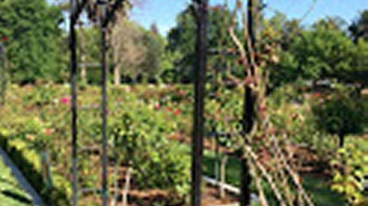 Friends of East Sacramento released this photo of the stolen wrought iron trellis after it was reinstalled in the McKinley Park rose garden. Missing are the climbing roses it supported.