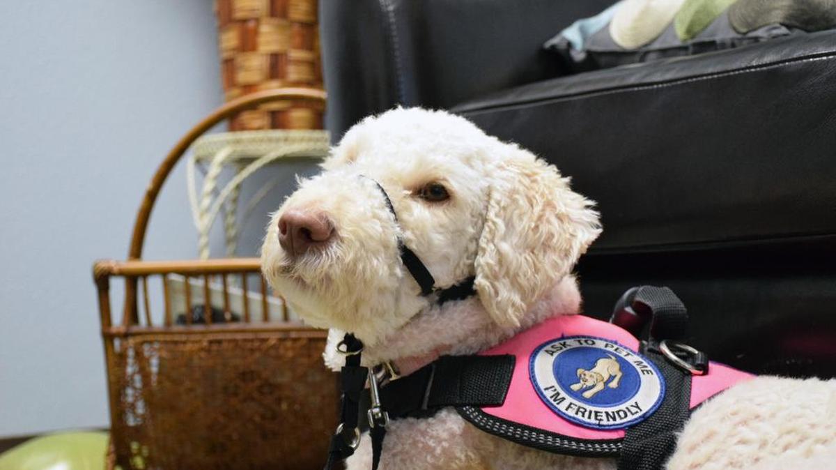 
Aloha is in remission after multiple rounds of steroids for poliarthritis.
