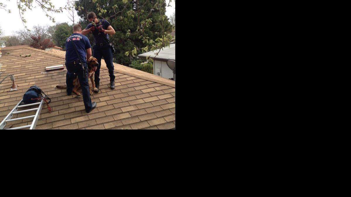 
Cosumnes Fire Department firefighters rescue a dog from the roof of an Elk Grove home.
