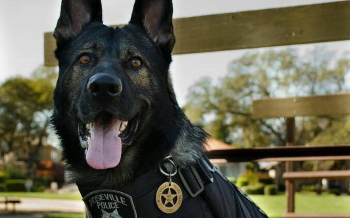 
Roseville police dog Iggy
