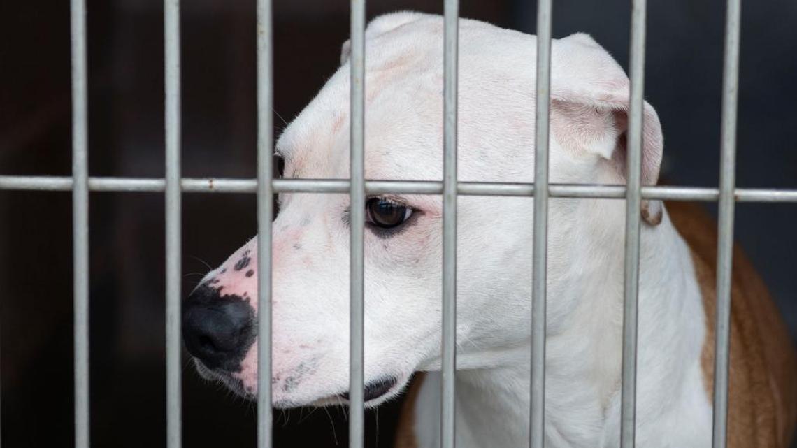 One of the three dogs, described as pit bulls or pit bull mixes, that mauled Tyler Griffin-Huston, 9, early Sunday in Linda, Calif. The dogs, owned by his sister Alexandria Griffin-Heady, 24, were at Yuba County Animal Control on Monday, January 4, 2016, in Olivehurst, Calif.