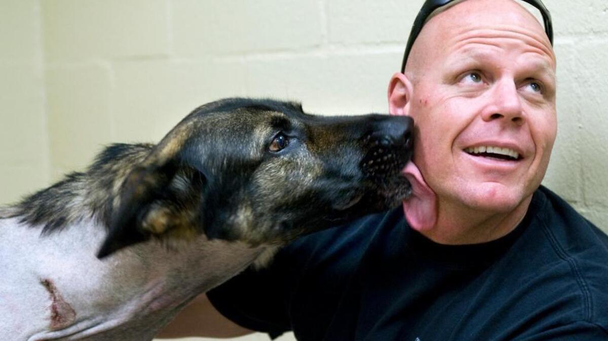 Sacramento Police Officer Gary Dahl is greeted by his partner, K9 officer Bandit, who recoverd from a gunshot wound to the neck at VCA Animal Hospital in Sacramento in March 2010.