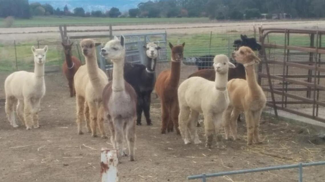 Five alpacas died from an errant playtime meal. Activists want the research firm fined.
