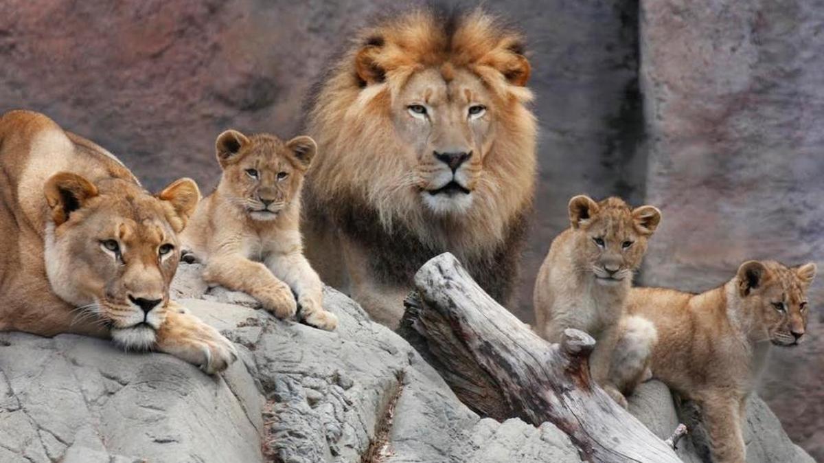 Three lion cubs born a year ago at the Sacramento Zoo will celebrate their birthday Saturday, Oct. 24, 2015, with an ice cake flavored with meat drippings.