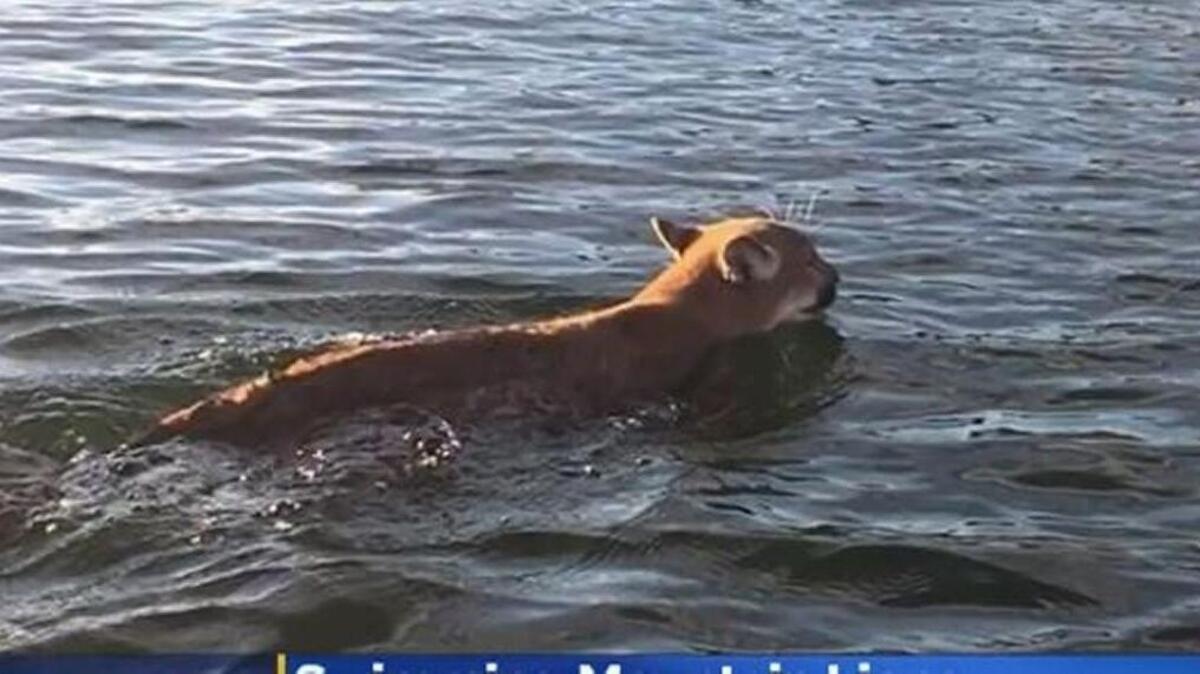 One of two mountain lions swimming across the Pit River arm of Shasta Lake gets close to a boat crewed by Kevin Alexander and his son Blake on Sunday, Nov. 13, 2016.