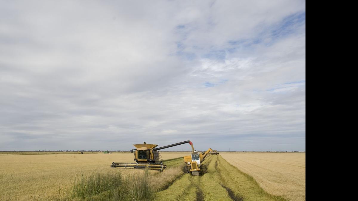 
There will be fewer scenes such as this one during the year as California farmers leave hundreds of thousands of acres fallow because of the drought.
