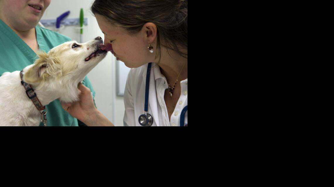 
Fourth-year student, Cecily Bonadio, is greeted by “Skippy” after an exam at the small animal clinic at UC Davis Veterinary Medical Teaching Hospital, May 11, 2010.
