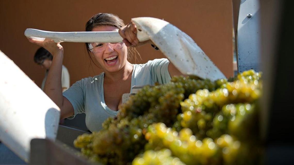 Katie Wayman, a viticulture major, helps transfer grapes from a hopper in preparation for the wine crush on Thursday, August 21, 2014 at UC Davis.