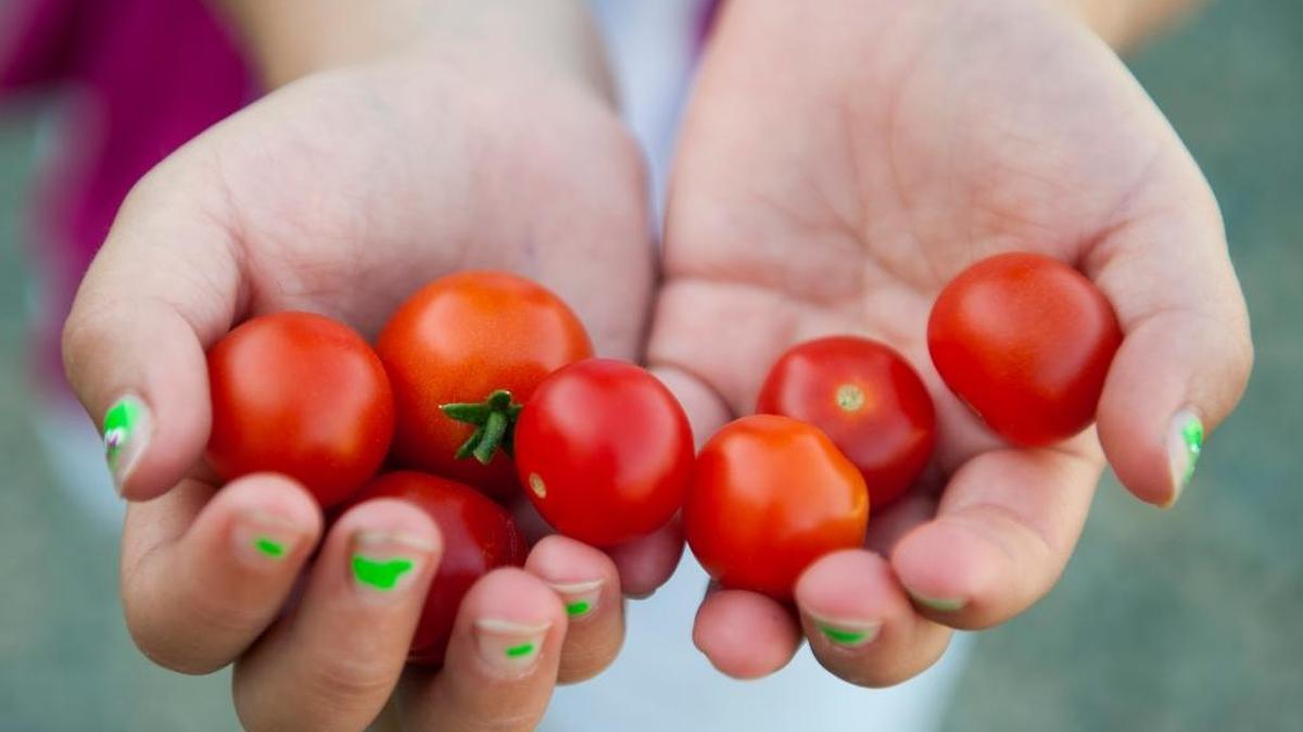 A first-grader holds cherry tomatoes she picked in a school garden in El Dorado Hills in 2011.