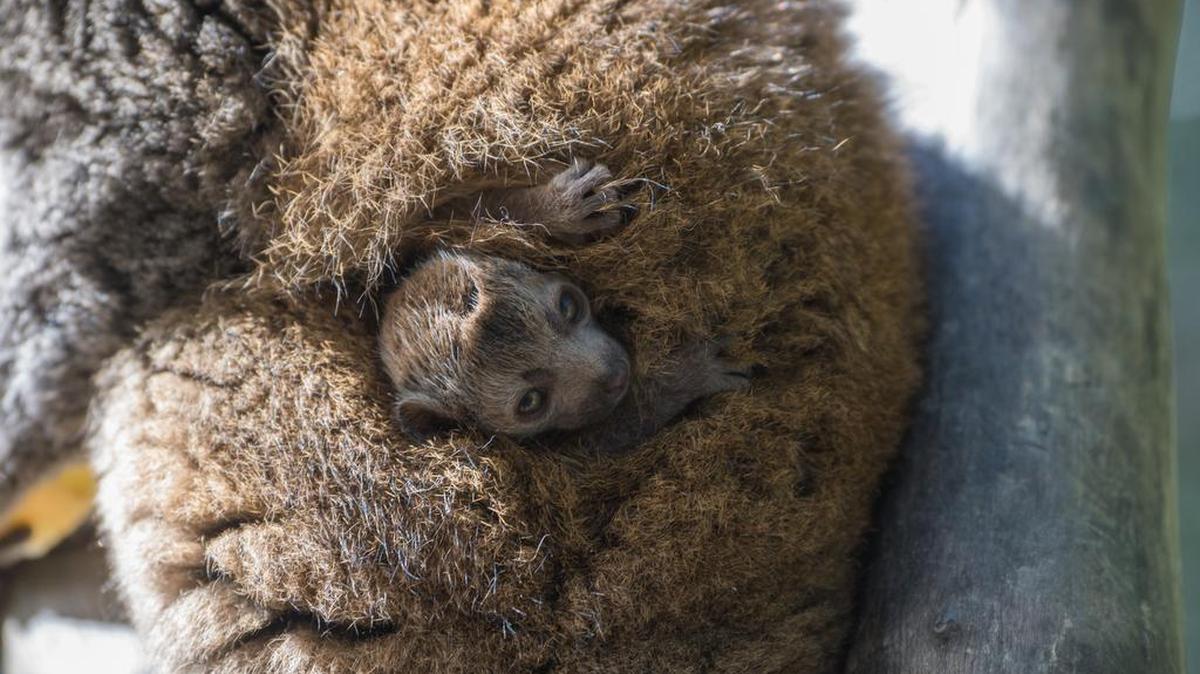 The Sacramento Zoo’s pair of critically endangered mongoose lemurs welcomed a baby Thursday morning.