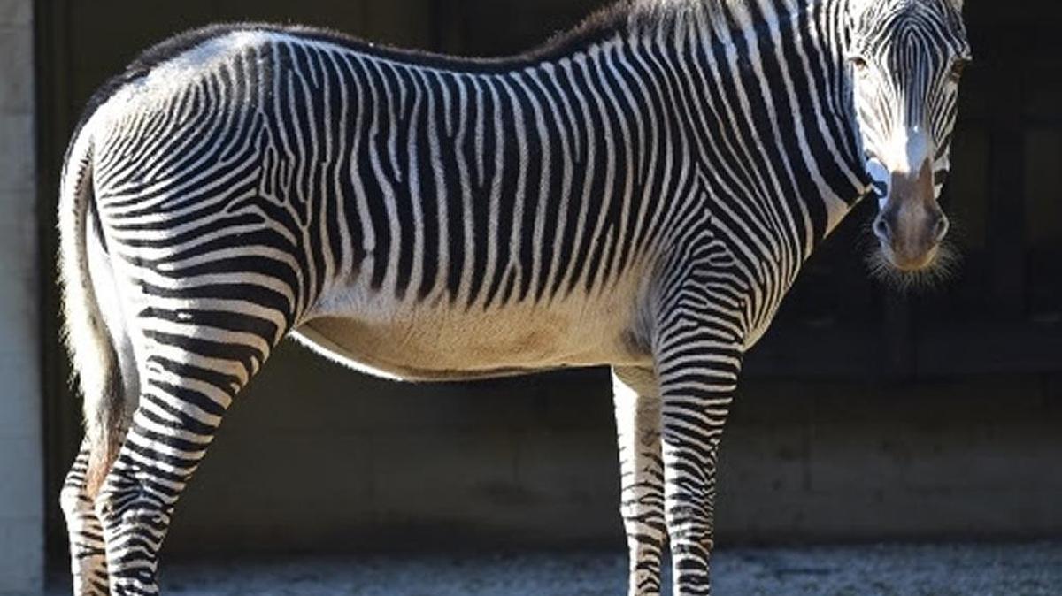 Malindi, a 25-year-old Grevy’s zebra, died Monday morning after she was found unresponsive in her Sacramento Zoo exhibit.