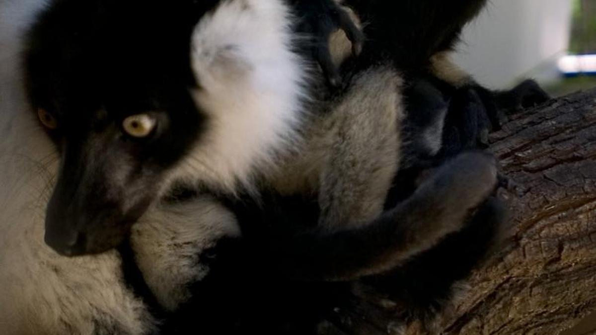 A baby black and white ruffed lemur sits next to his mother, Ravenala, at the Sacramento Zoo in 2006.