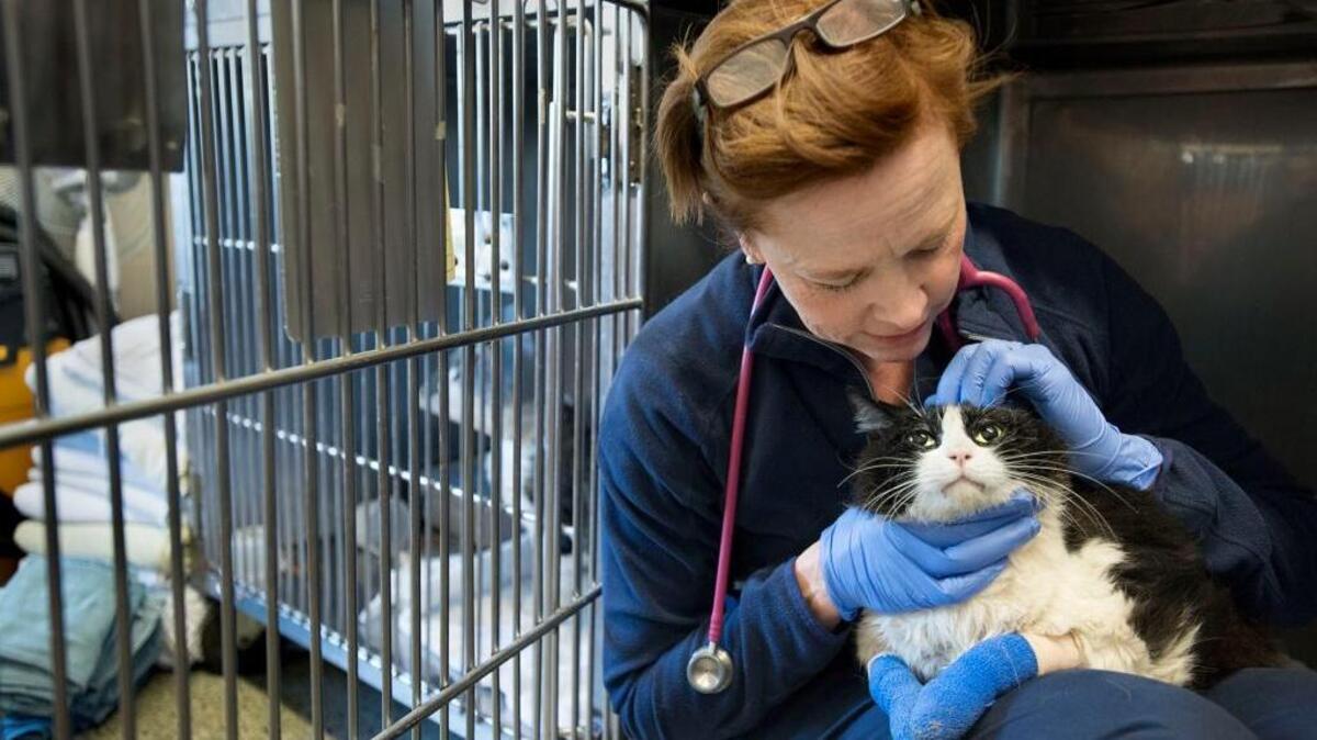 Veterinarian Elizabeth Montgomery on Sept. 24, 2015 soothed a male cat at UC Davis who was seriously burned in a Butte County wildfire. UC Davis in the 2021-2022 California state budget received $3 million to support its work carring for pets after natural disaster.