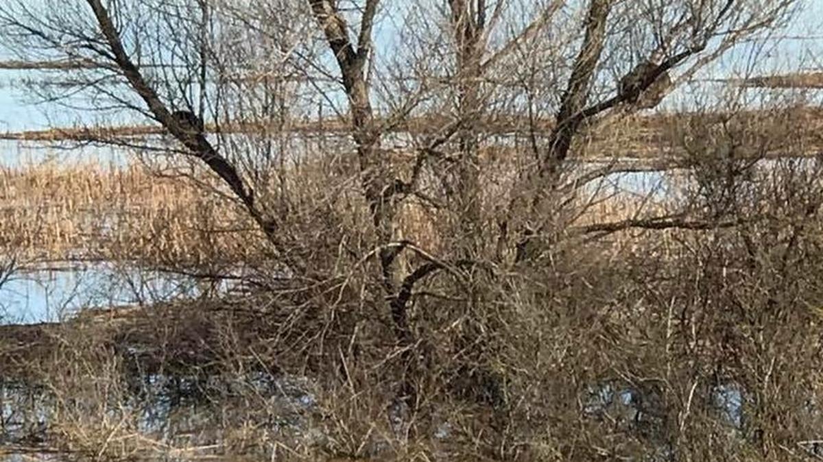 Raccoons can be seen in trees this week, taking refuge from the flooded Yolo Bypass. California Department of Fish and Game officials are telling concerned residents the raccoons are acclimated to floodplains and don’t need rescue.