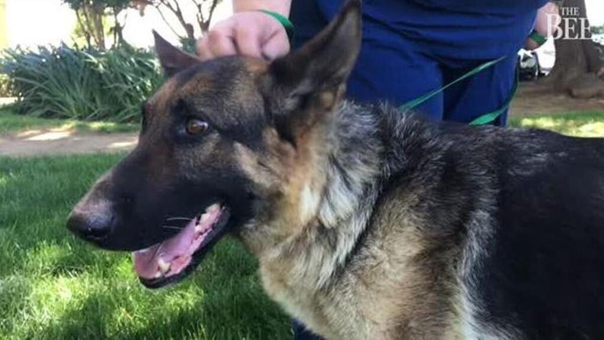 Known after her rescue as “Freeway Frida,” this German shepherd had a long ordeal before being made safe.