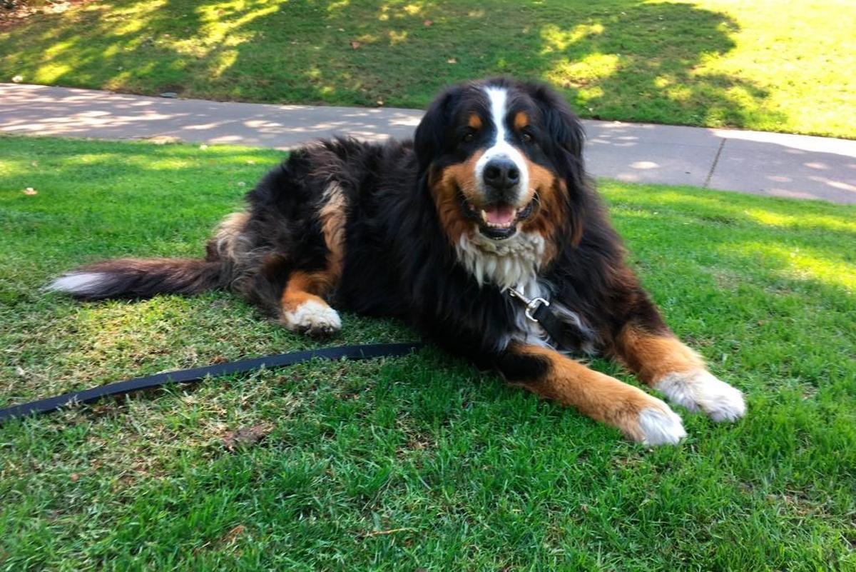 Izzy, a 9-year-old Bernese Mountain Dog who belongs to Jack Weaver’s parents relaxes Saturday, Oct. 14, 2017, in Windsor, Calif. Weaver and his brother-in-law Patrick Widen were surprised to discover that Izzy was uninjured in a ferocious wildfire that destroyed the neighborhood early Monday morning.