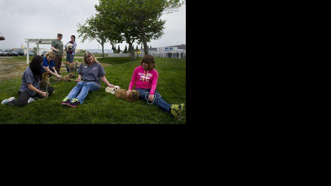 
Staff and volunteers play with the rescued South Korean dogs to help acclimate them to humans and human touch shortly after they arrived at the Sacramento SPCA campus on Friday. The dogs were rescued from a South Korean dog farm where they were slated to be slaughtered for meat markets. Humane Society International intervened to save the dogs and help the farmer transition to growing crops instead.
