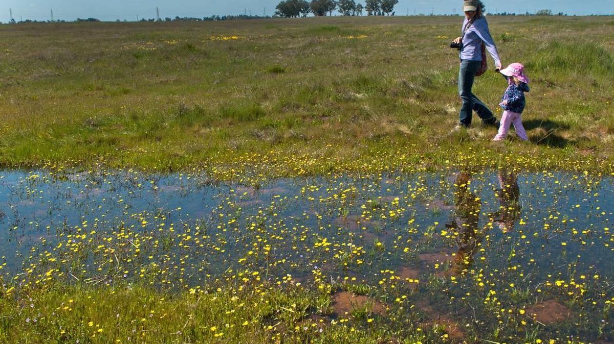 Environmental groups want the State Water Resources Control Board to push back against the Trump administration’s decision last month to relax regulations for wetlands imposed during the Obama presidency. Supreme Court rulings linked federal protection to navigable waters.