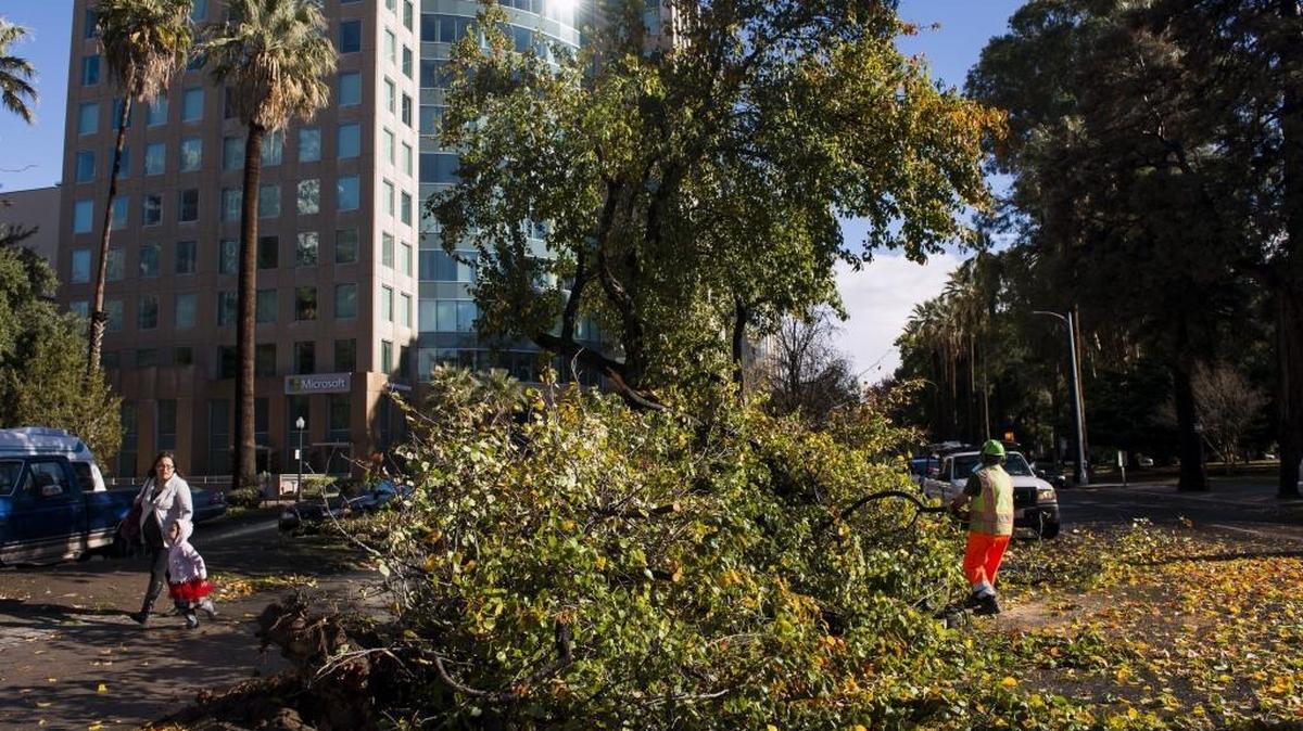 City of Sacramento Department of Urban Forestry worker Kevin McClain removes a tree that fell across L Street near 14th Street after a storm passed through Sunday morning on Dec. 13, 2015, in Sacramento, Calif.