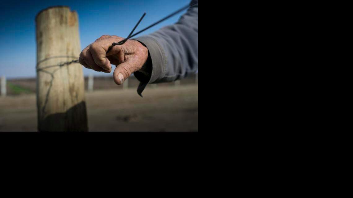 Juan Guadian, 75, a rancher and former Bracero puts his hand on a cable as he takes a phone call while he stops at a vineyard owned by his partner in Mendota in late January 2015. Residents in Mendota and farmers deal with the results of a multi year drought that has caused many farmers to stop planting row crops in favor of almond and pistachio crops.