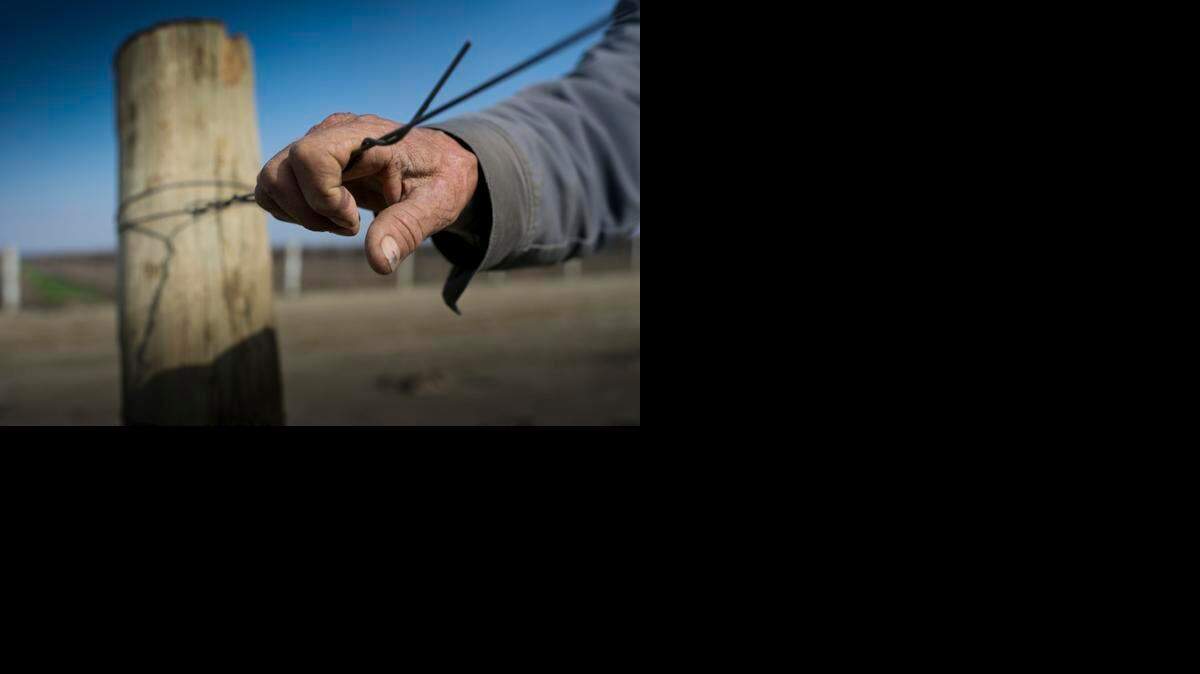Juan Guadian, 75, a rancher and former Bracero puts his hand on a cable as he takes a phone call while he stops at a vineyard owned by his partner in Mendota in late January 2015. Residents in Mendota and farmers deal with the results of a multi year drought that has caused many farmers to stop planting row crops in favor of almond and pistachio crops.