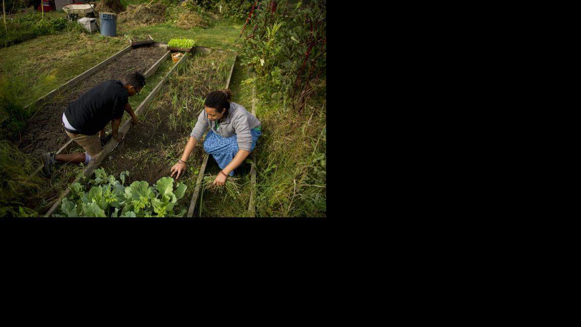 
Saul McCoy, left, and Tirtsah Yisrael harvest squash and prepare a planting bed for the next round of organic crops last month in Sacramento.
