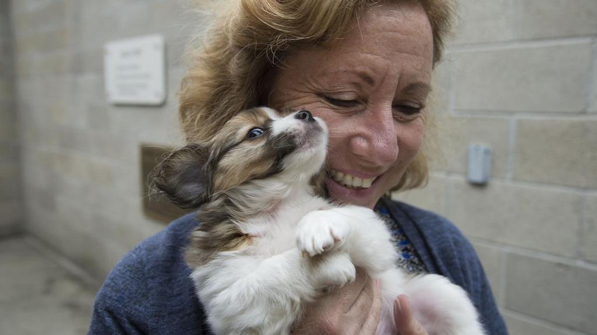 Front Street Animal Shelter manager Gina Knepp holds a puppy at the shelter on Monday, April 24, 2017 in Sacramento, Calif. An ordinance going before the city of Sacramento’s Law and Legislation Committee Tuesday would ban commercially bred animals from being sold in pet stores.