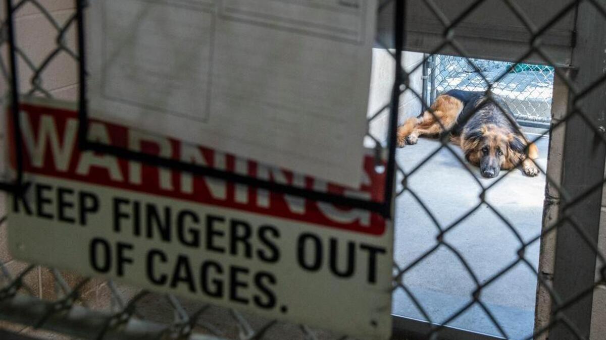 A guard dog lays at Front Street Animal Shelter. The Sacramento shelter is waiving reclamation fees for the rest of the year.