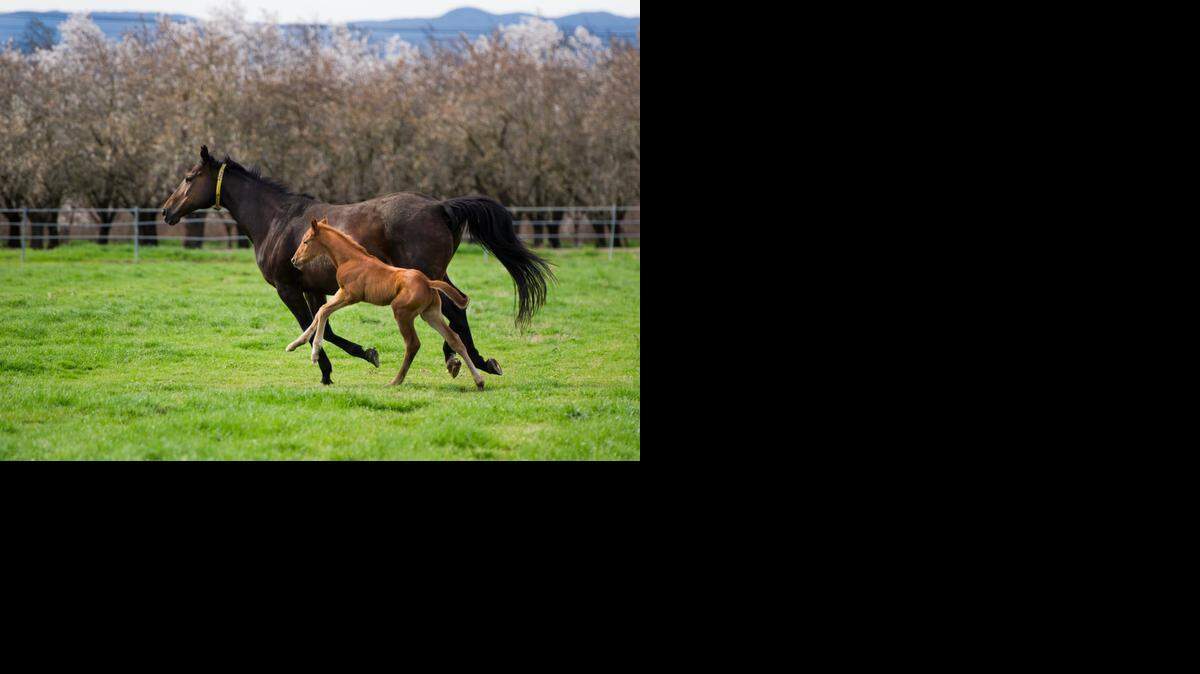 
Only a few days old, a thoroughbred foal runs in the pasture with its mother at the Victory Rose Thoroughbreds ranch in Vacaville last week. When a foal is born with maladjustment syndrome, an autism-like syndrome where foals don’t not acknowledge their mothers or want to nurse, John Madigan, a veterinary professor and specialist in equine and comparative neurology at UC Davis, has been working with owner/breeder Ellen Jackson. 
