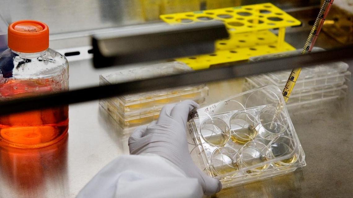 Nataly Lessa, removes depleted nutrient medium in 2011 from plates containing embryonic stem cells at the UC Davis Institute for Regenerative Cures in Sacramento.