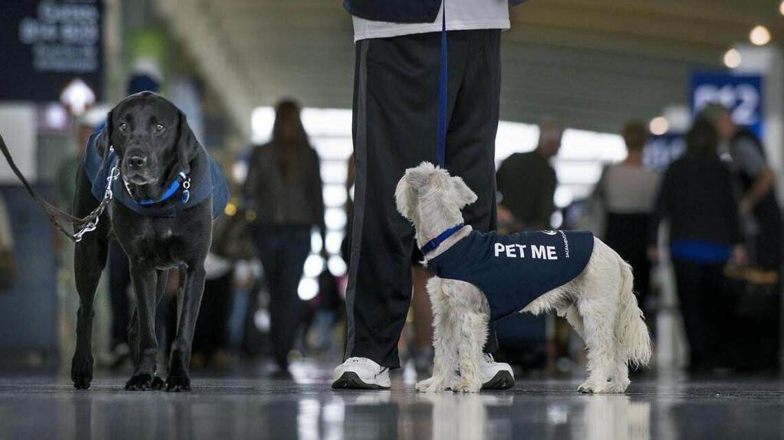 Want to save on health costs? Get a pet