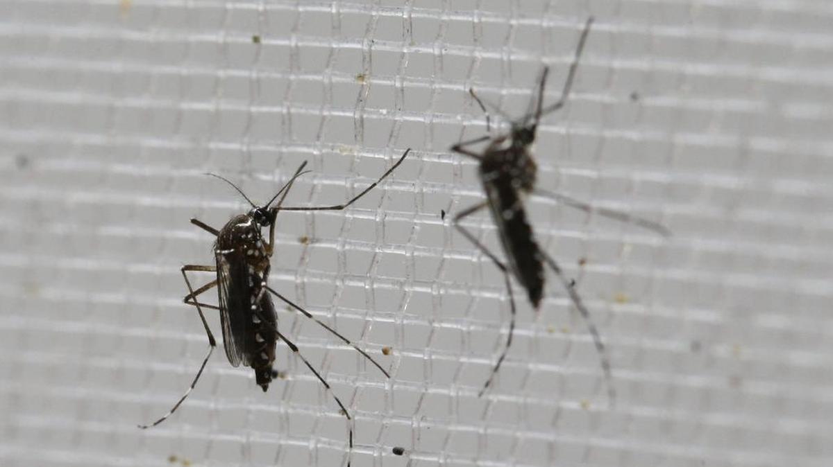 Aedes aegypti mosquitoes to be tested for various diseases perch inside a container at the Gorgas Memorial Laboratory in Panama City, Thursday, Feb. 4, 2016.
