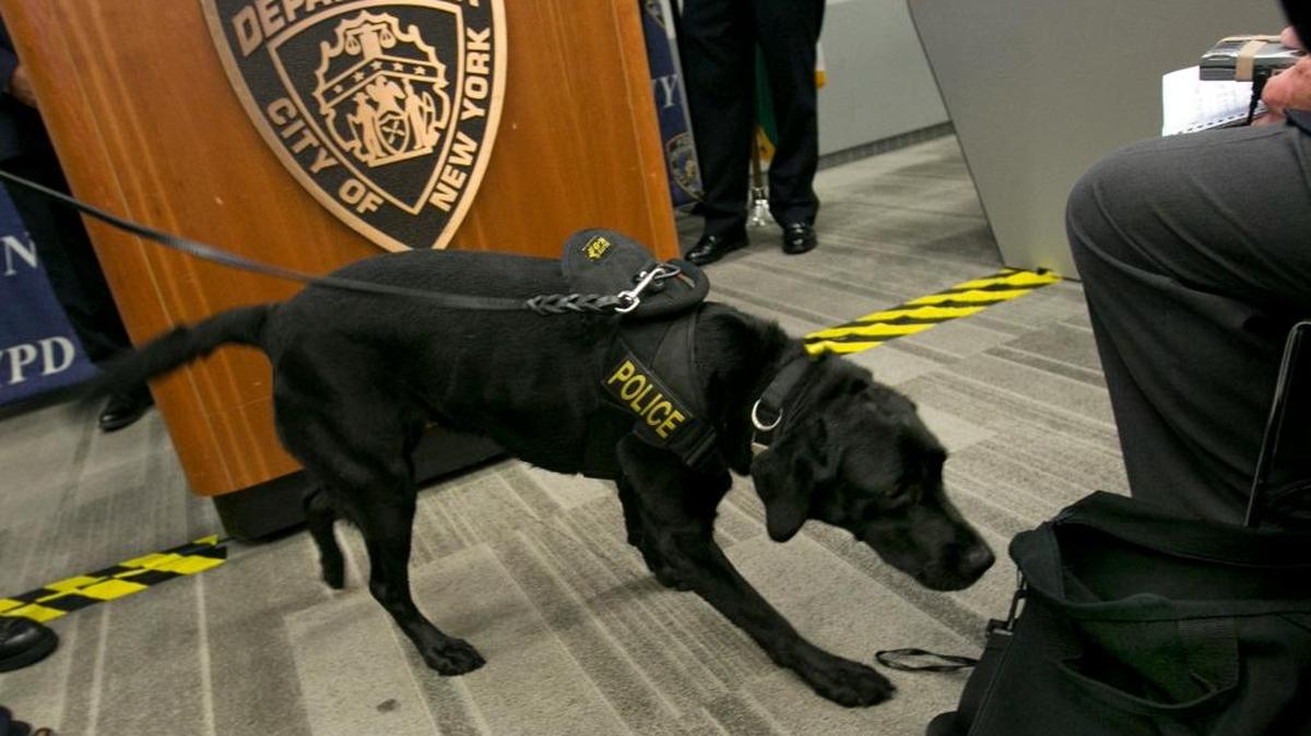 A bomb-sniffing dog smells a bag during a security demonstration in New York. Researchers are training dogs to be able to detect cancer in human urine.
